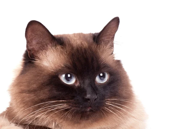 Retrato de un gato siamés — Foto de Stock