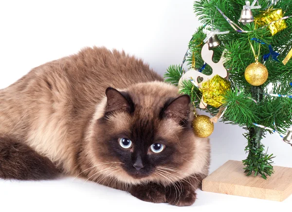 Gato siamês com decorações — Fotografia de Stock