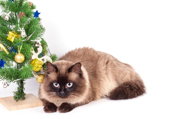 Gato siamês com decorações — Fotografia de Stock