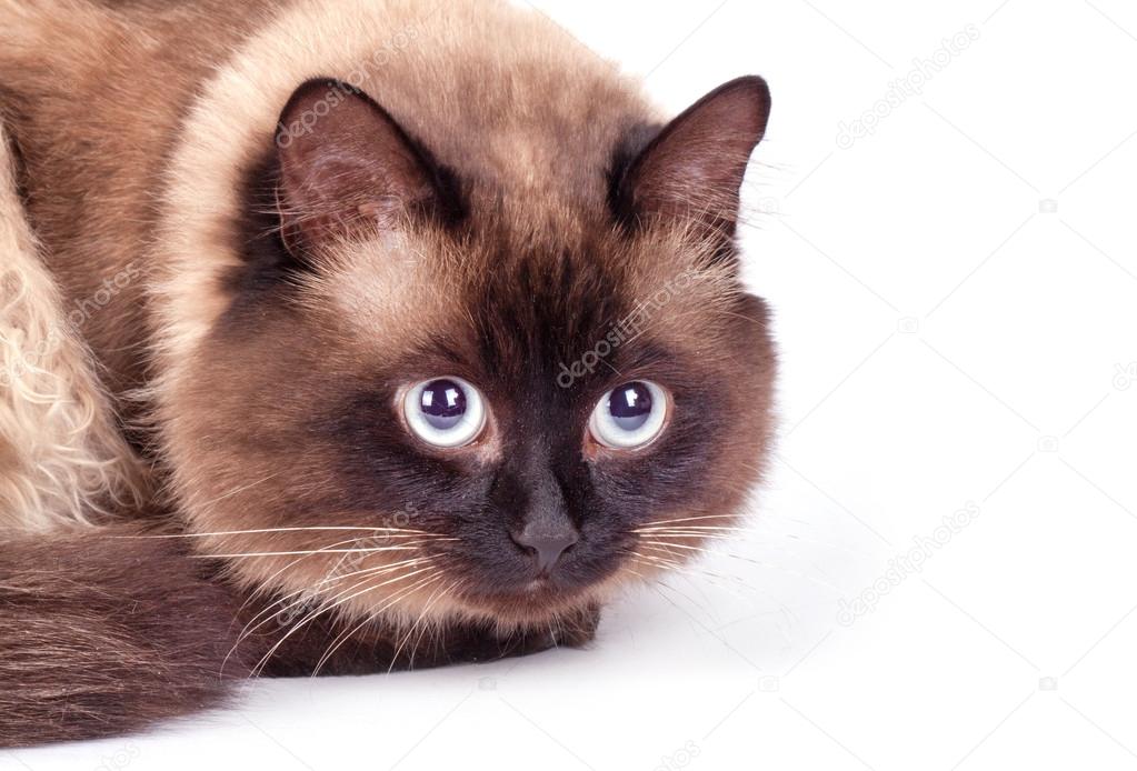 Ritratto Di Un Gatto Siamese Foto Stock Arybickii 93649090
