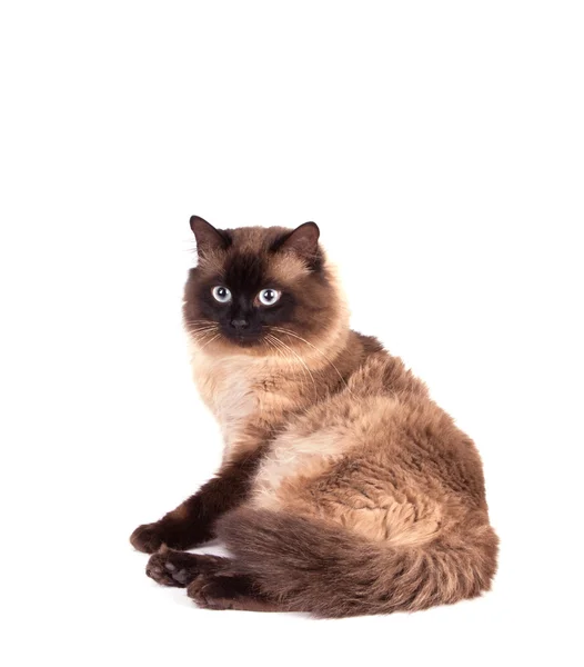 Porträt einer siamesischen Katze — Stockfoto