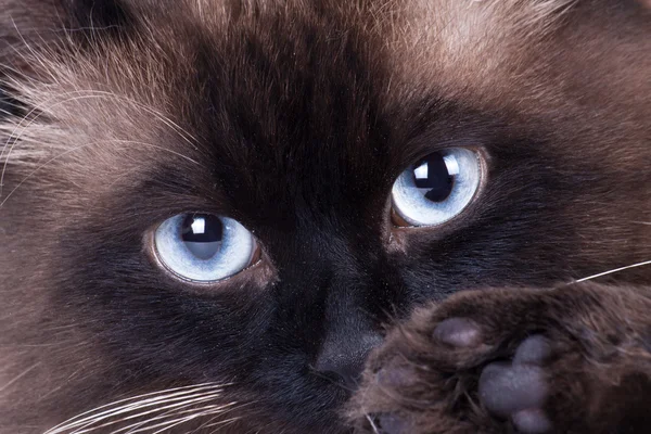 Ritratto di un gatto siamese — Foto Stock