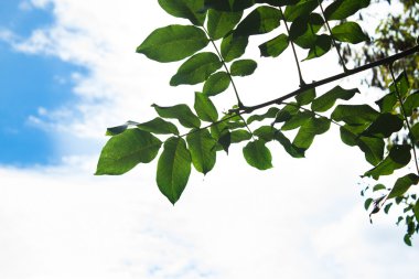 yazın güneşli Orman ağaçları 