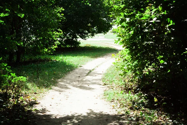 Summer Sunny Forest Trees — Stock Photo, Image