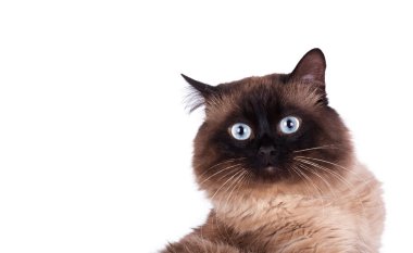 Siyam kedisi portresi 