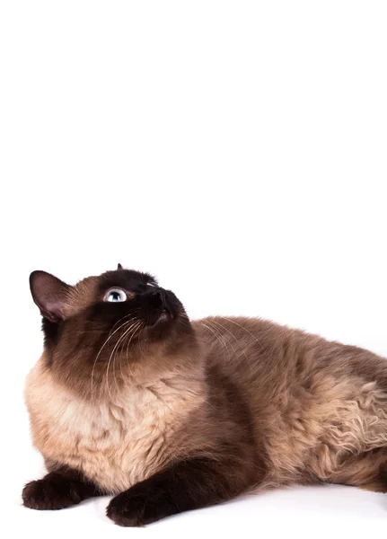 Retrato de un gato siamés — Foto de Stock