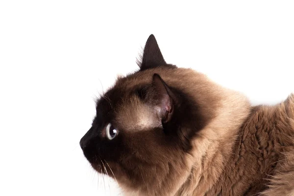 Ritratto di un gatto siamese — Foto Stock