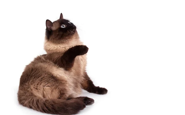 Portrét siamská kočka — Stock fotografie