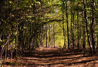 Yaz Güneşli Orman Ağaçları ve Yeşil Çim. 
