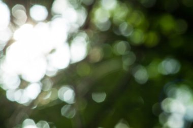 Doğal yeşil arkaplan