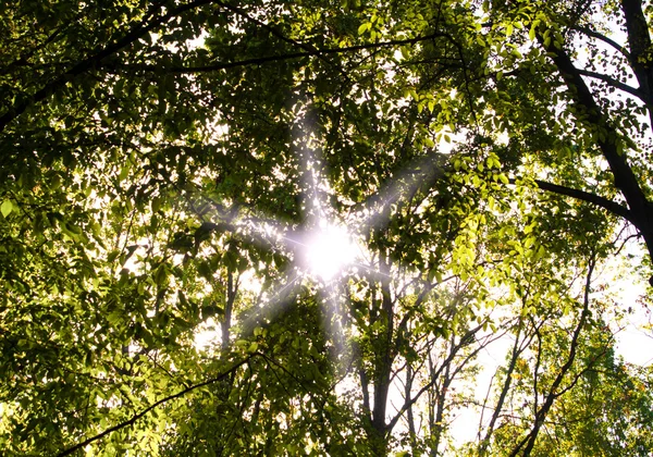 Arbres forestiers ensoleillés d'été et herbe verte. — Photo