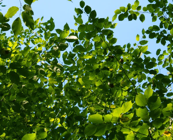 Летние солнечные лесные деревья и зеленые грассы. — стоковое фото