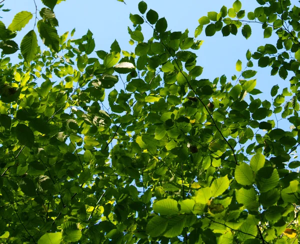 Sommar soliga skog träd och grönt gräs. — Stockfoto