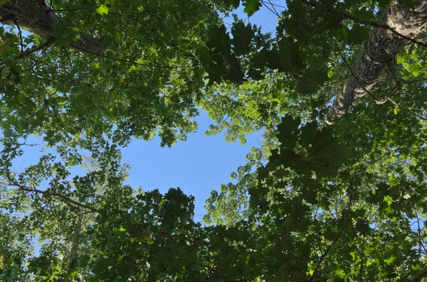 Uzun boylu ağaçlar mavi gökyüzüne bakarak
