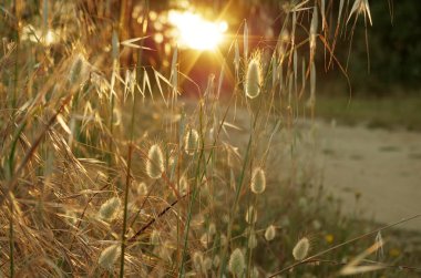 Bir ormanda günbatımı sırasında vahşi saman