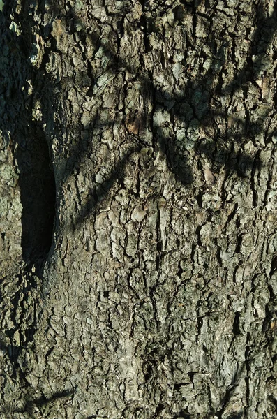 Permukaan batang pohon zaitun — Stok Foto