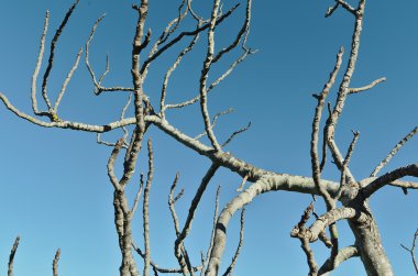 Kış aylarında incir ağacı dalları
