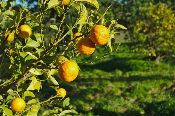 Plantação de laranja — Fotografia de Stock