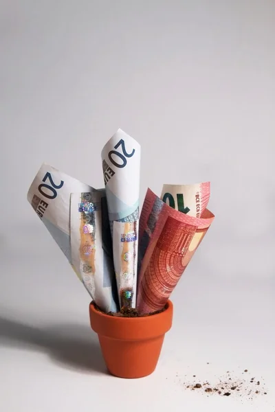 Euro banknotes growing out of pot — Stock Photo, Image