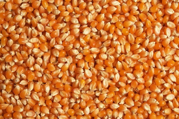 Попкорн зерна. Зернові — стокове фото