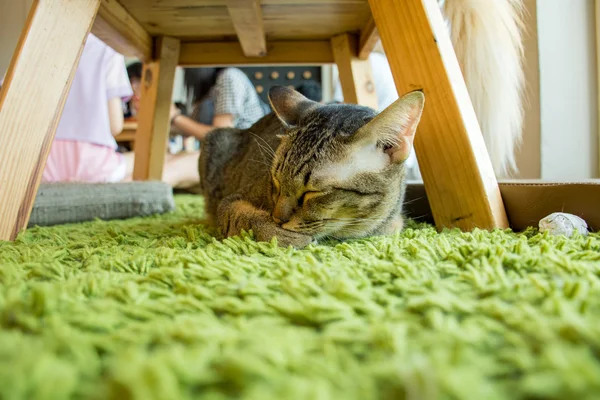 Cat Sleep — Stock Photo, Image