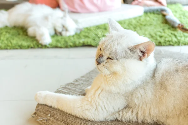 Cat Sleep — Stock Photo, Image