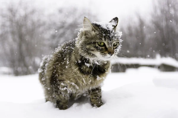 Γάτα στο χιόνι — Φωτογραφία Αρχείου