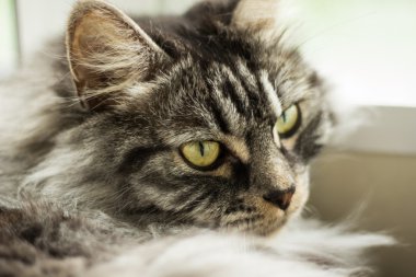 kedi doğurmak kuril bobtail