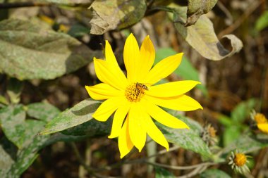 Bir arı sarı bir çiçekte nektar içer.