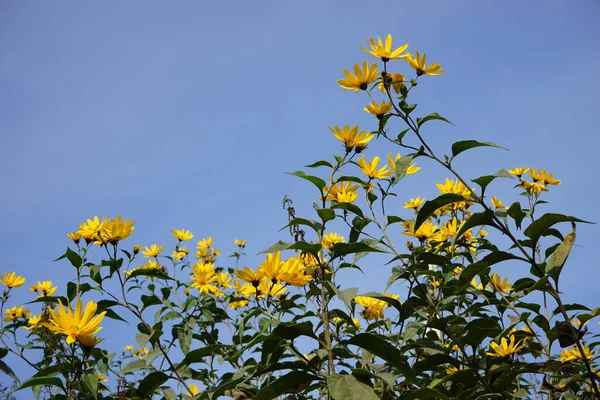 Желтые Цветы Против Голубого Неба — стоковое фото