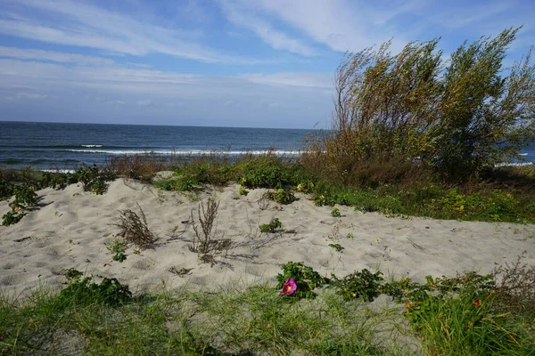 Sand Bushes Shores Baltic Sea Autumn — Stock Photo, Image