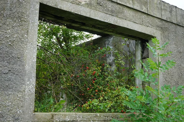 Opening Wall Form Window Trees Grow — Stock Photo, Image