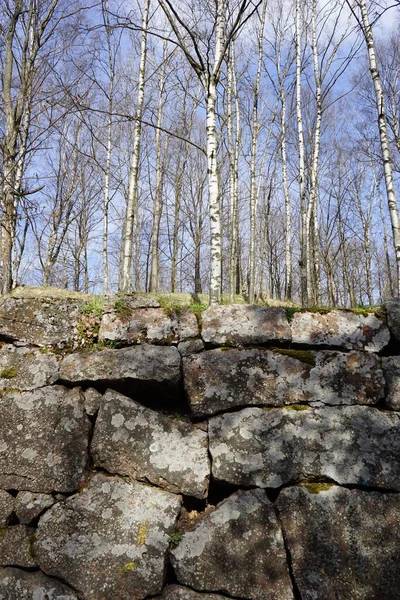 Έναν Τοίχο Από Πέτρες Στον Οποίο Φυτρώνουν Σημύδες Άνοιξη — Φωτογραφία Αρχείου