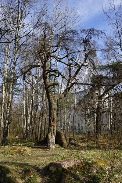 Bahar Ayında Vyborg Pil Dağı — Stok fotoğraf