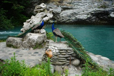 Göl kenarındaki kayalıklarda bir çift güzel tavus kuşu.