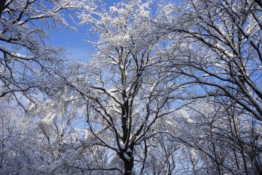 Parkta kış. Güzel mavi bir gökyüzünün arkaplanına karşı karda kış ağaçları. Kuskovo Parkı. Moskova. kış