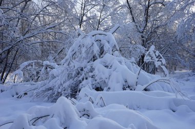 Parkta kış. Moskova 'daki Kuskovo parkındaki kar yığınları gibi ağaç dalları