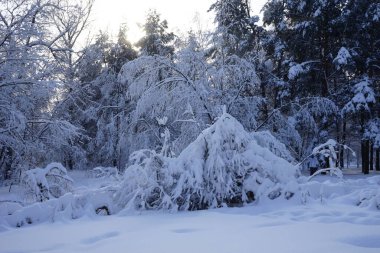 Parkta kış. Moskova 'daki Kuskovo parkındaki bir kulübeye benzeyen karlı ağaçlar.