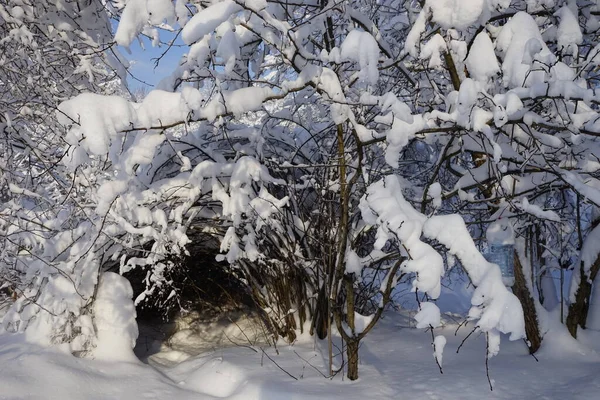 Zima Parku Piękne Pokryte Śniegiem Krzaki Gięte Jak Tunel Parku — Zdjęcie stockowe