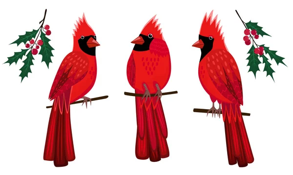 一套三只红北方红雀和荷莉分枝 有浆果的冬季植物 圣诞节的象征 在白色背景上孤立的向量图解 红鸟牌 邀请函 — 图库矢量图片