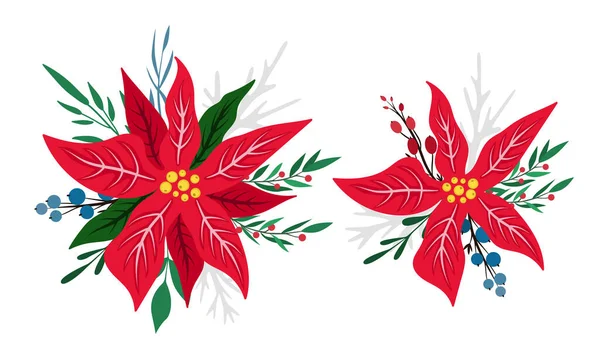 Set Compositions Red Blooming Poinsettias Vector Illustration Isolated White Christmas — Stock Vector