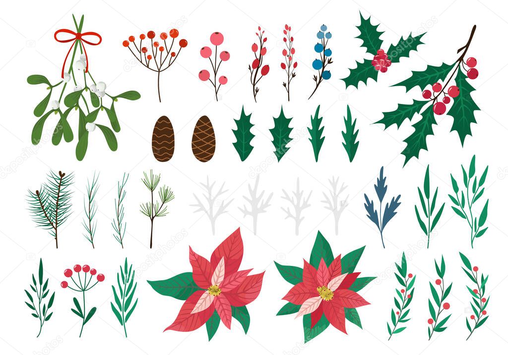 Set of winter plants - Holly, Poinsettia, Mistletoe, Cineraria. Traditional Christmas decoration. Leaves, berries, conifer, cone. Vector illustration isolated on white background. Flat cartoon design