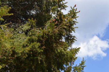 Ukrayna 'nın en yüksek dağı, Hoverla dağı, 2061 metre.