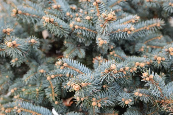 Branches of blue spruce — Stock Photo, Image