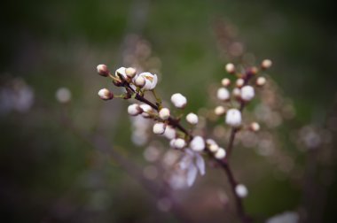 Bahar renkleri: çiçek tomurcukları