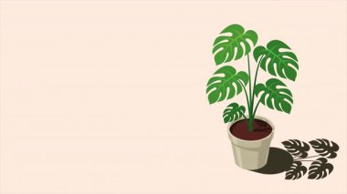 Isometric saksı bitkisi animasyonu. Kapalı alan bitkisi. Çaydanlıkta yeşil bitki. Ev dekorasyonu için 3D saksı bitkisi. İç dekorasyon elemanı. 4K video eşölçülü olarak canlandırıldı