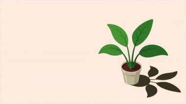 Isometric saksı bitkisi animasyonu. Kapalı alan bitkisi. Çaydanlıkta yeşil bitki. Ev dekorasyonu için 3D saksı bitkisi. İç dekorasyon elemanı. 4K video eşölçülü olarak canlandırıldı