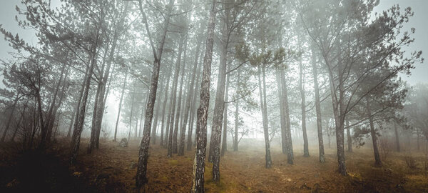 Foggy and cold autumn forest margin. Spooky and mysterious woods surrounding. Web banner backdrop