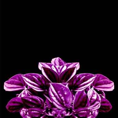 Ametist Violet Yaprakları