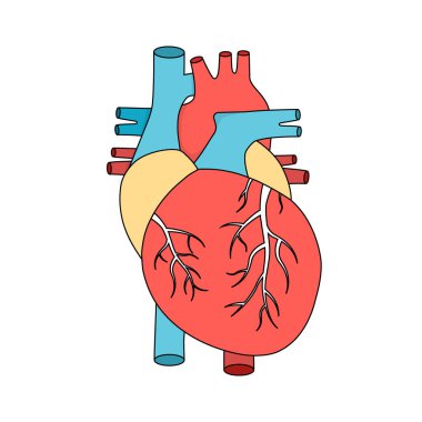 Anatomik insan kalbi. İç kas organı illüstrasyonu. Kardiyoloji kavramı.